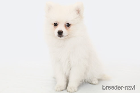 成約済の神奈川県のポメラニアン-294895の1枚目